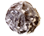 mini_you_suck_lemon_chocolate_truffle.png mini_you_suck_lemon_chocolate_truffle.png